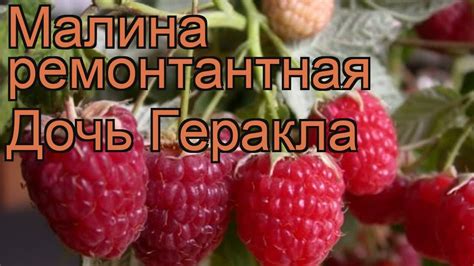 Малина ремонтантная Дочь Геракла (rubus idaeus) 🌿 обзор: как сажать ...