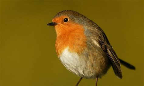 Robin Flies Into Top Spot As Britains National Bird On Springwatch