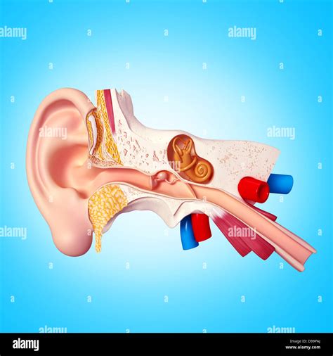 Human ear anatomy Stock Photo - Alamy