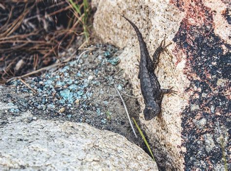 Lizard Reptile Desert - Free photo on Pixabay - Pixabay