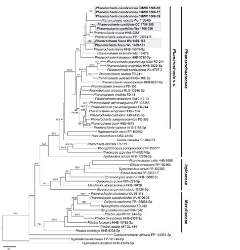 Phylogram Inferred From Maximum Likelihood Analysis Of The Concatenated