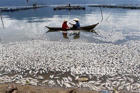 Tokoh Adat Desak Pemerintah Selamatkan Danau Maninjau Republika Online