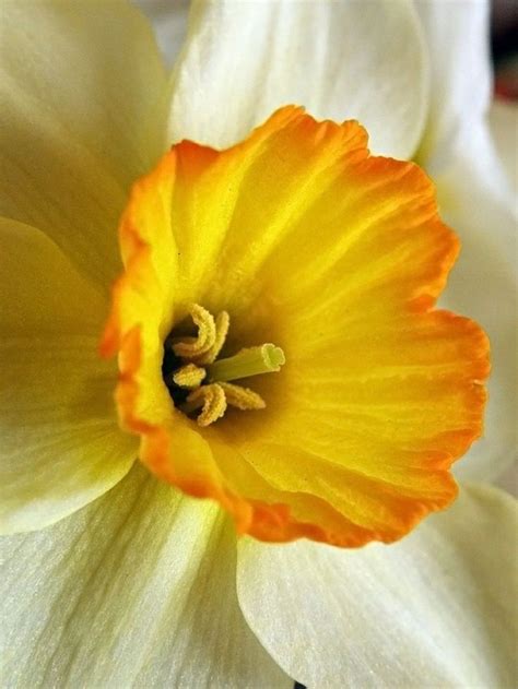 Pin By On Rose Daffodil Photography Beautiful