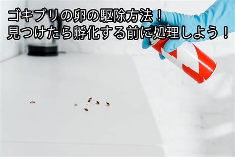 ゴキブリの卵の駆除方法！見つけたら孵化する前に処理しよう！ ｜株式会社ミナト 害獣・害虫駆除