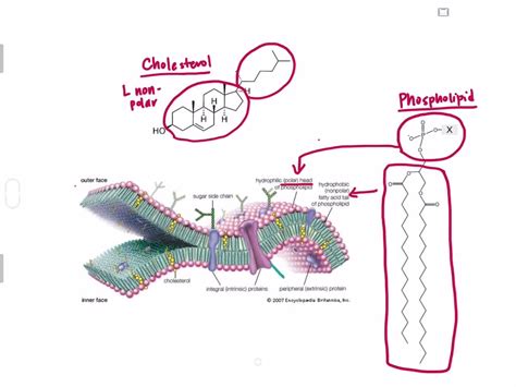 Solvedcholesterol Is An Integral Part Of Plasma Membranes Based On