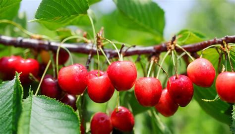 Rama de cerezas rojas maduras en un árbol en un jardín Cerezas rojos