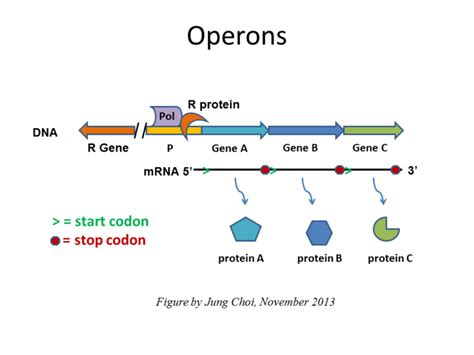 Examples Of Regulatory Proteins And Their Functions