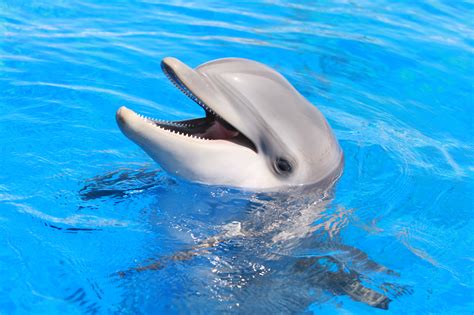 Dolphin – Schooner Freedom Charters