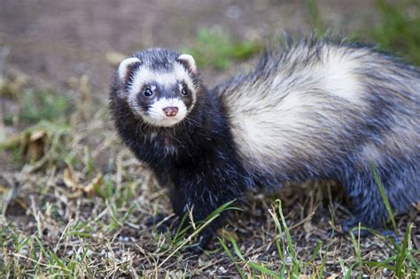 Fret Not, Here's a Humongous List of Ferret Names for Your Pet - Pet Ponder