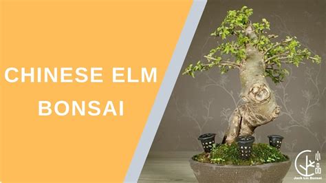 Chinese Elm Bonsai Care 2021 Pruning and Reshaping 如何整理榆樹盆栽 YouTube