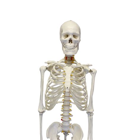 Monmed Medical Skeleton Model Life Size In Human Skeleton Model