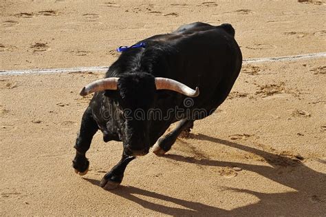 Spanish Fighting Bull with Big Horns on Spain Stock Image - Image of ...