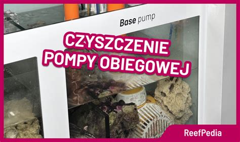 Jak często czyścić pompę obiegową w akwarystyce morskiej Reef Pedia