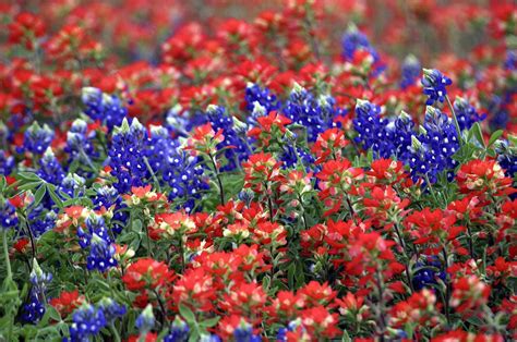 Bluebonnets And Indian Paintbrush Wild Flowers Indian Paintbrush