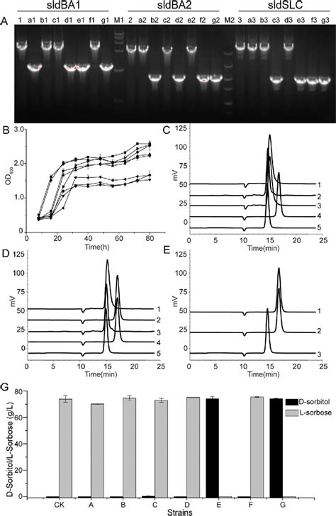 Identification Of Key D Sorbitol Dehydrogenase In G Oxydans A Download Scientific Diagram