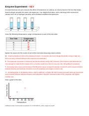 Enzyme Experiment Key Docx Enzyme Experiment Key An Experiment Was