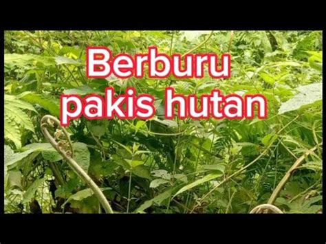 Berburu Pakis Pakis Sayur YouTube