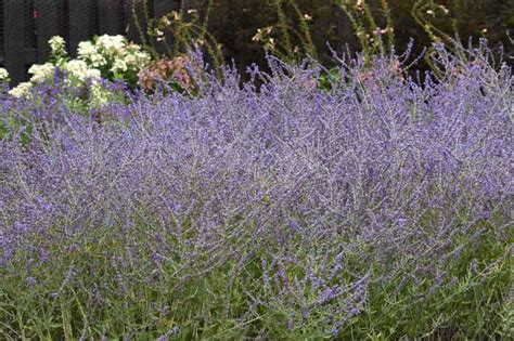 Perovskia Atriplicifolia CrazyBlue Russian Sage