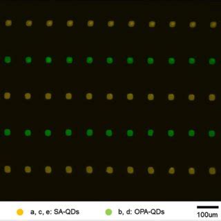 Fluorescence Images Of The Microfluidic QD MB Microarray The