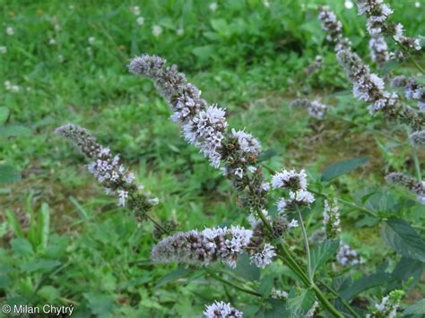 Mentha Spicata • Floravegeu