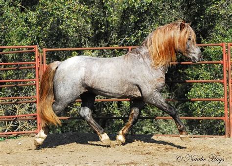 Chestnut Horse Color, All About The Chestnut Horse - Chestnut horses ...