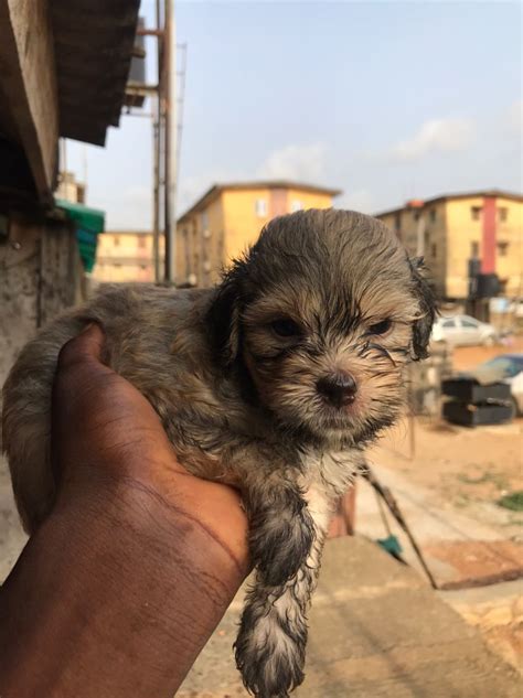 Both Sex Lhasa Puppies For Sale Pets Nigeria