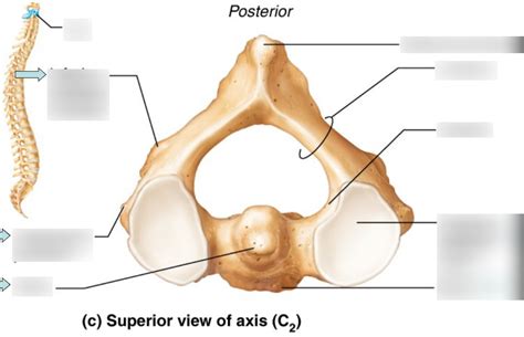 Axis C2 Diagram Quizlet