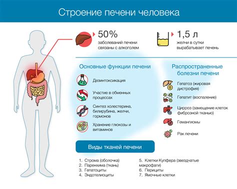 Где находится печень у человека: точное расположение, функции и ...