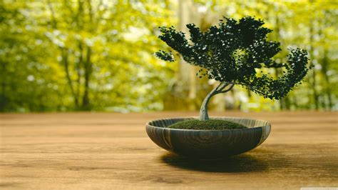100 Bonsai Wallpapers