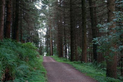 Rostrevor Forest 3 © Albert Bridge Geograph Ireland