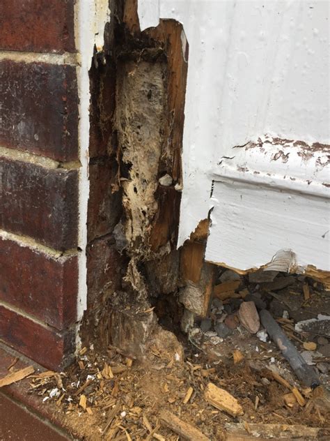 Are We Seeing More Dry Rot Outbreaks All Dry Damp Proofing