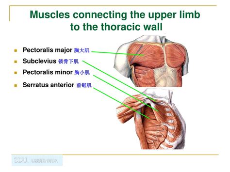 Ppt Regional Anatomy Of The Upper Limb Powerpoint Presentation Free Download Id 4025821