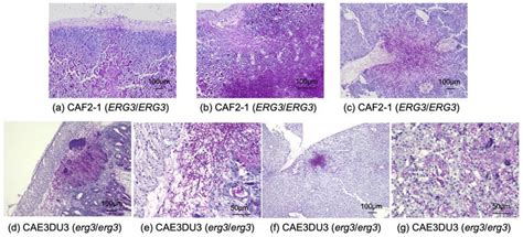 Histopathological Examination Of The Organs Obtained From Mice Infected Download Scientific