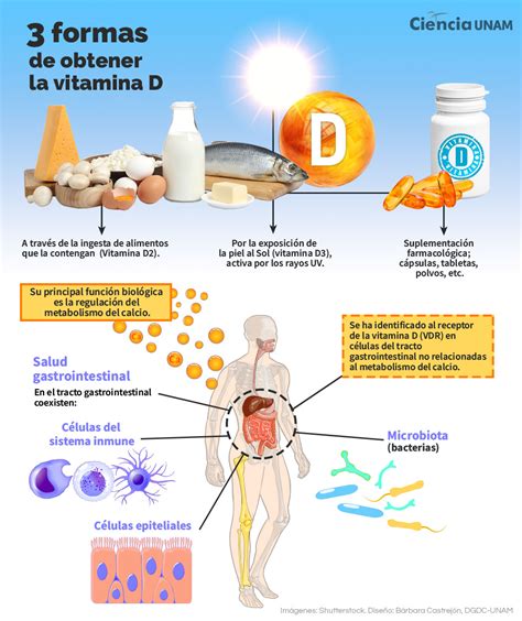 Descubre Todo Sobre La Vitamina D Y C Mo Obtenerla