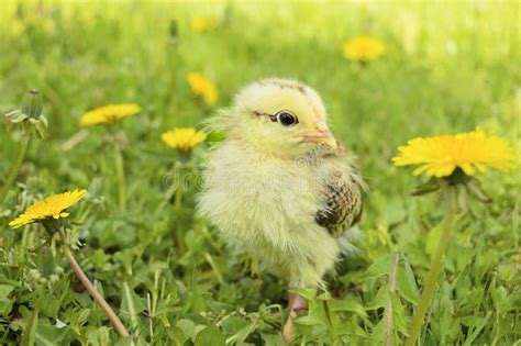 Yellow Chick On Green Grass Picture Image 1952523