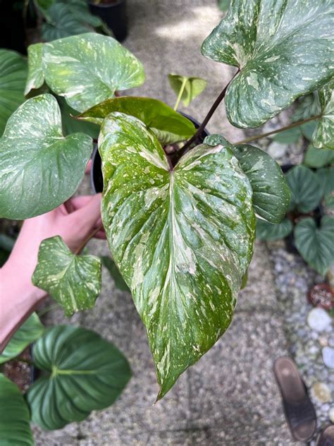 Homalomena Rubescens Stardust Highly Variegated Furniture Home