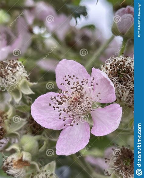 Blackberry Flowers, Blackberry Bush, Blackberry, Berry Flowers ...