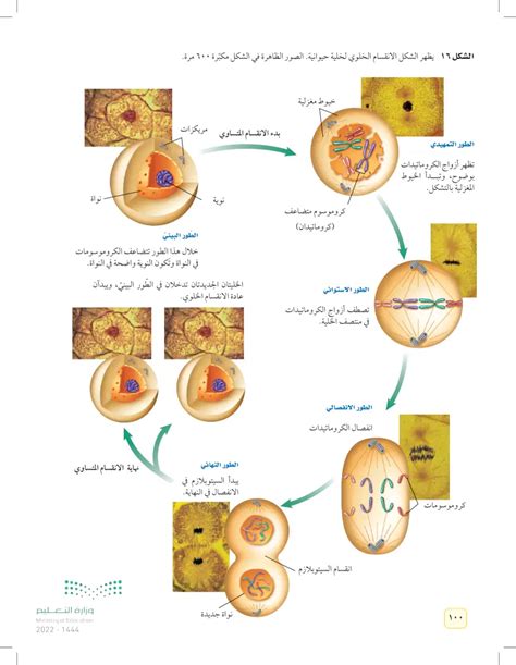 الانقسام الخلوي عين2022 انقسام الخلية وتكاثرها العلوم 1 ثالث