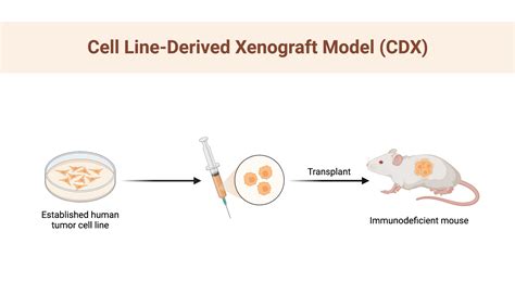 Cell Line Xenograft Experiments At Nettie Connie Blog