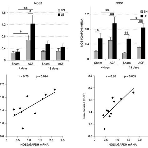 Rna Levels In Abdominal Aorta Of Bn And Le Rats Sham Operated And With