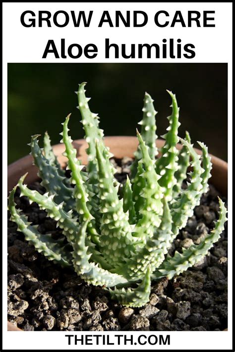 Aloe Humilis Spider Aloe In Types Of Succulents Aloe