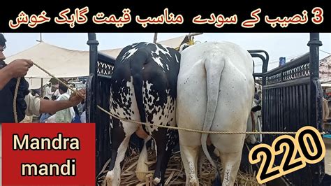 Cow Mandi Mandi Update 2023 Bhatta Chowk Mandi Qurbani Bull YouTube