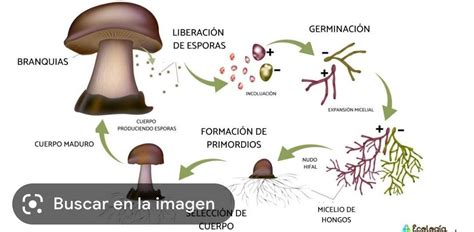 Algunos Hongos Afectan La Piel Del Ser Humano Especialmente En Las