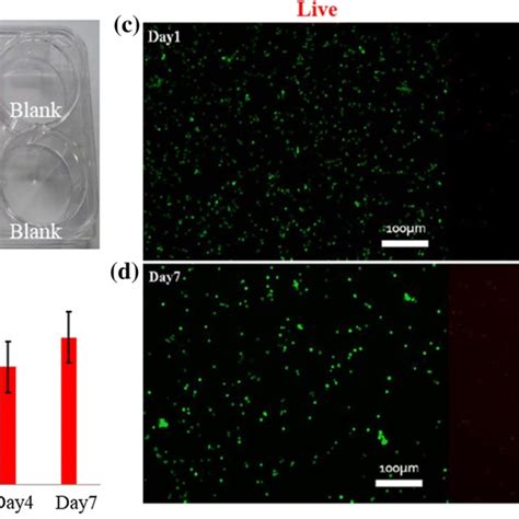 A Cell Membrane Attachment B Cell Density C Livedead Cell Viability