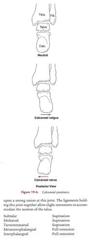 MSK 2 Week 3 Foot And Ankle Biomechanics Orientation Flashcards Quizlet