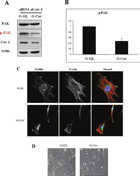 The Effect Of Caveolin Down Regulation In Senescent Cells A After