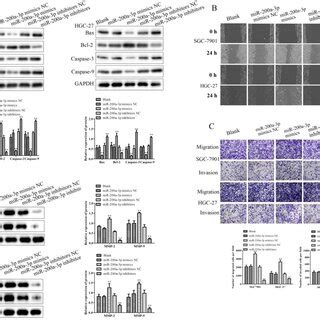 MiRNA 200a 3p Enhanced GC Cell Migration And Invasion The Bcl 2 Bax