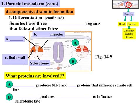 PPT - Chapter 14- Mesoderm-paraxial and intermediate PowerPoint ...
