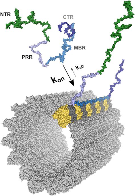 Frontiers Much More Than A Cytoskeletal Protein Physiological And