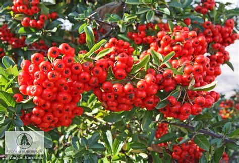 Pyracantha coccinea Orange Glow Ognik szkarłatny Orange Glow